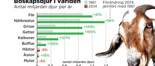 Djuren som blir fler – på grund av människan