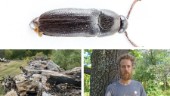 Han hittade helt ny art för Sverige