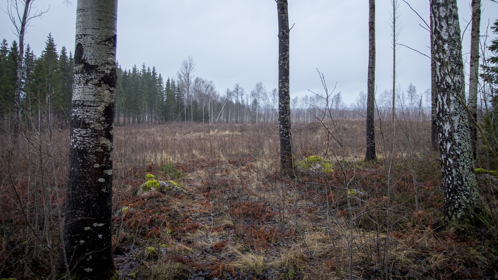 ”Däremot råder det inga tvivel om trakthyggesbrukets förödande inverkan på den biologiska mångfalden i skogen och den drastiska minskning av livsmiljöer som det åsamkat den svenska skogens rika naturliv.”
