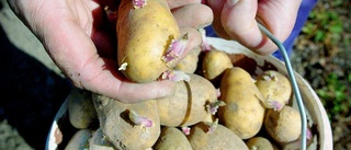 Dålig sommar för potatisodlingen