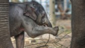 Därför dog elefantungen Prince på Kolmårdens djurpark: "Det har varit tufft"