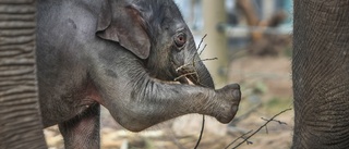 Därför dog elefantungen Prince på Kolmårdens djurpark