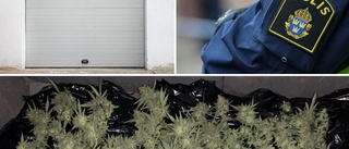 Polisen avslöjade knarkodling – efter lukt från garage