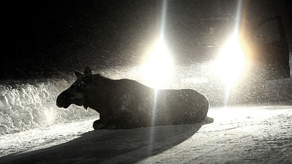 A moose relaxing on a road.