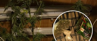 Cannabislukt ledde polisen till odling i skjul – nu åtalas badande man