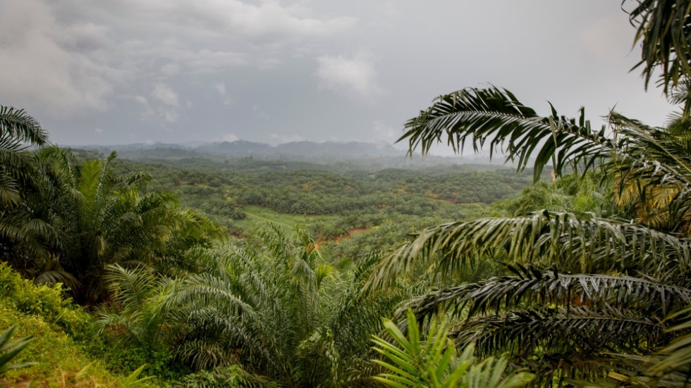 När människor ställer sig i vägen och försöker hindra företagens aggressiva exploatering av naturresurser blir de måltavlor, skriver Stefan Arrelid. Bilden från Sumatra, Indonesien.