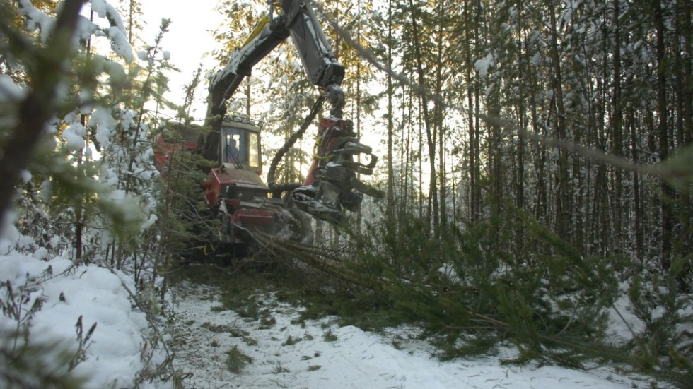 ”Att många vill köpa och äga skog är viktigt för att öka variationen i skogen. Vissa skogsägare investerar i skog för att maximera virkesproduktionen, andra för att bidra till minskade klimatutsläpp och åter andra för att skydda och bevara artrikedom.”