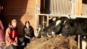 Mjölkbönderna: "Viktigare än någonsin att köpa lokalt"
