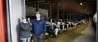 Bönder pressas av skenande kostnader – oro för mjölkproduktionen: "Det är väldigt märkbart"