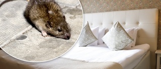 Skelleftebo bokade hotellsvit i Stockholm – fick natten förstörd av krafsande råttor