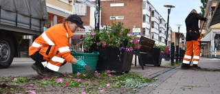 Blommor revs upp och kastades på marken: ”Känns ganska värdelöst”