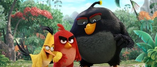 Så många stjärnor får ”The angry birds movie” – filmen om det hajpade spelet