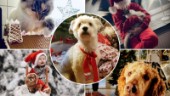 Sötare än julgodis – här är läsarnas bilder på sina juldjur ✔Fyll på med din hälsning!
