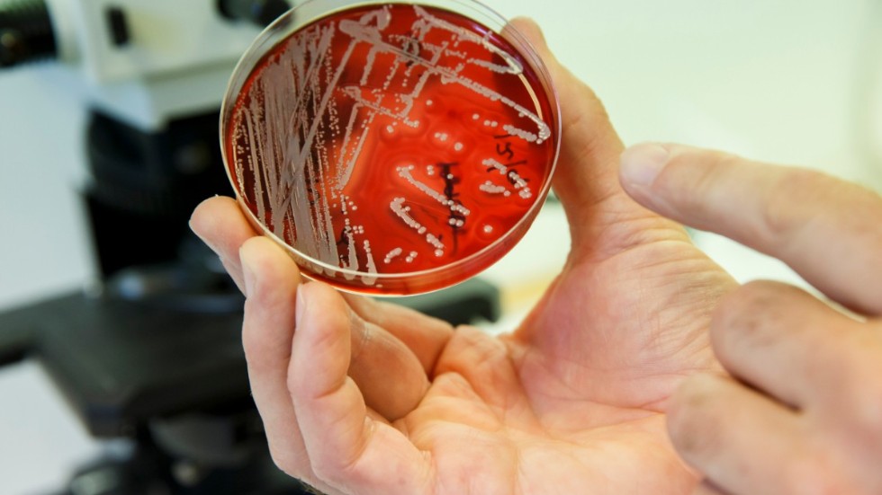 Antibiotikaresistenta bakterier på ett laboratorium i Oslo. De kan förvandla relativt ofarliga sjukdomar till livsfarliga tillstånd.
