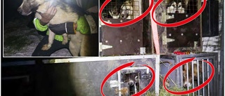 17 utsvultna och frusna hundar hittades på campingplats • Omhändertogs direkt: ”De var i mycket dåligt skick”