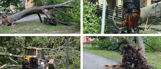 BILDERNA: Jätteträd föll över parkbänk mitt i Linköping: "Otäckt"