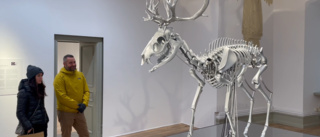 Här är det rörliga skelettet i Uppsala