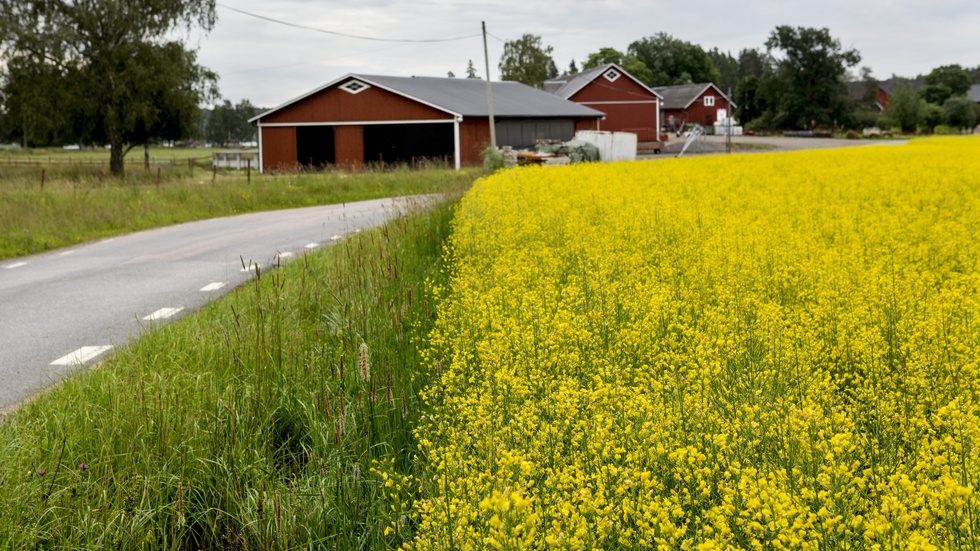 "Det går inte att både stå upp för svenskt skogs- och lantbruk – och samtidigt till varje pris vilja bilda regering med Miljöpartiet", hävdar KD-debattörerna i sin slutreplik i debatten om hur EU-regler påverkar landsbygdens näringar.