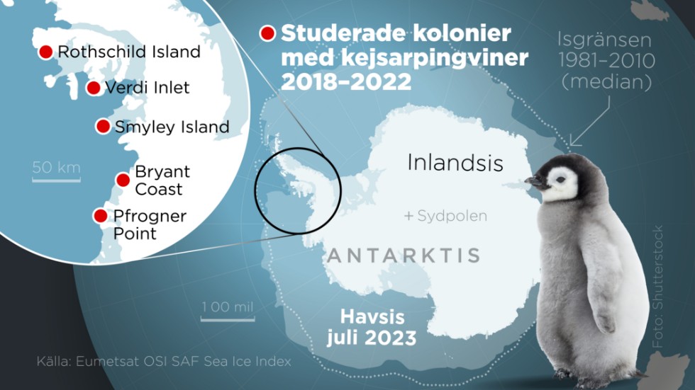 Kartan visar fem kolonier med kejsarpingviner på Antarktis som studerats 2018–2022, samt förändringarna i havsisen.