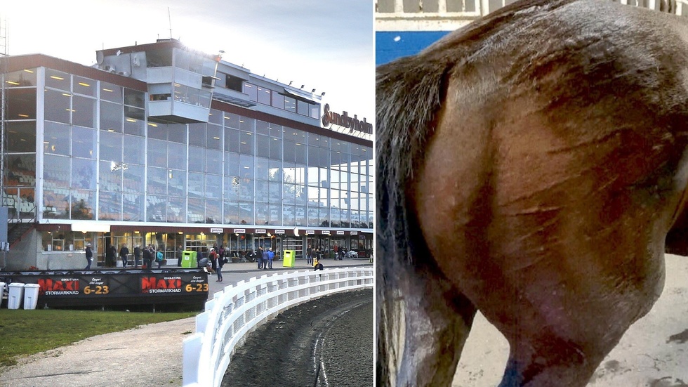 Hästen Timo Lane hade kraftiga svullnader efter ett lopp på Sundbyholms travbana i juli 2020.