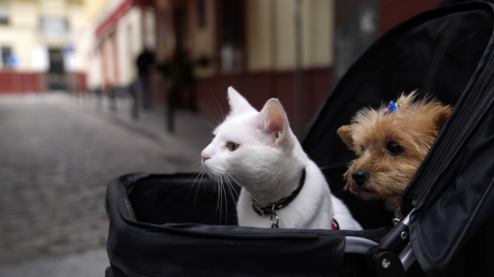 Katt och hund i en barnvagn i spanska Sevilla. Arkivbild.