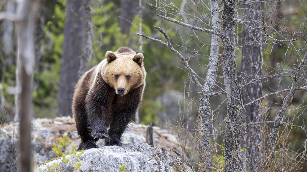 Insändarskribenten Annika Anastassiou har synpunkter på björnjakten.
