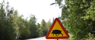 Norge utrotar vildsvin – Sverige utesluter inget