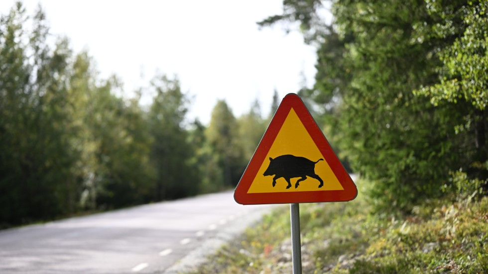 Ängelsbergsvägen utanför i Fagersta där ett av de döda vildsvinen med afrikansk svinpest hittats död. Arkivbild.