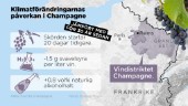 Så ska champagnen flöda i en varmare värld