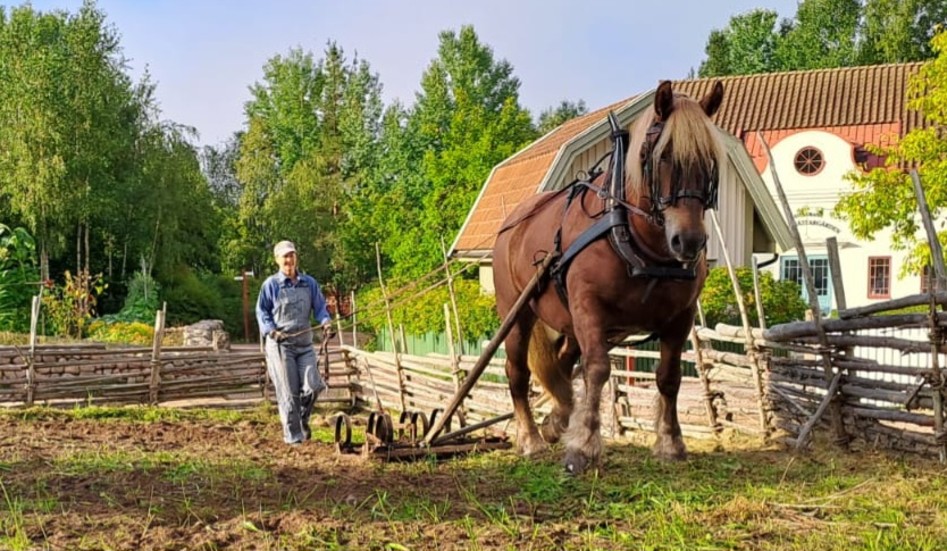 Annelie Svensson har drivits av passionen för hästar under hela sitt liv. Idag finns tre ardennerhästar och två ponnyer på Eriksgården. 
