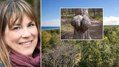Här är årets knasigaste träd på Gotland