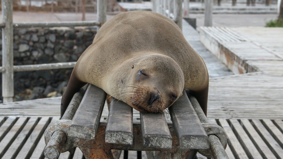 A sleepy seal definitely in touch with Mother Nature.