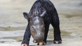 Utrotningshotad noshörning född i Indonesien