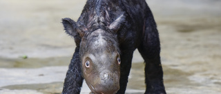 Utrotningshotad noshörning född i Indonesien
