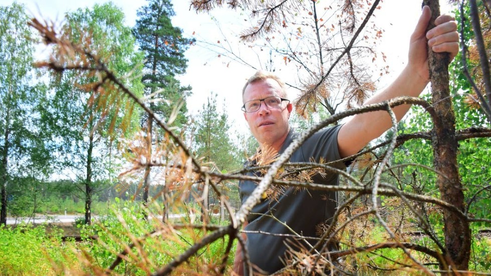 "Jag tror aldrig att det varit så här tort" berättar skogsförvaltare Jan Robertsson på ÖSK.