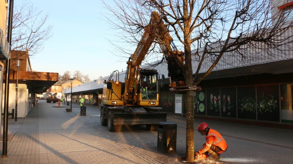 Tidigt på tisdagsmorgonen drog avverkningen av träden på gågatan igång. Ett första steg i arbetet att få betongen att blomstra.
