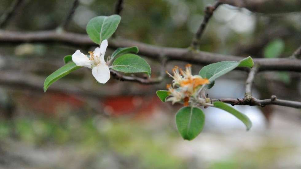 Ett av äppelträden på Kulbacken i Västervik blommar.