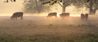 Kor i morgondimma vann i juni