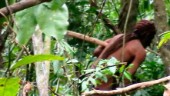 Man död – levde isolerad i 26 år i regnskogen