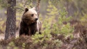Just nu pågår en rekordstor björnjakt i Sverige
