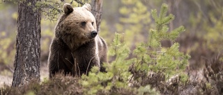 Sista björnen i Västerbotten är fälld – Tog bara två dagar så var kvoten fylld: ”Jakten är avslutad”