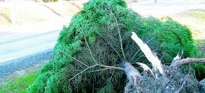 Strömavbrott och omkullblåsta träd