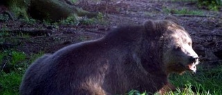 Björnrädsla vid skolor i Norrbotten