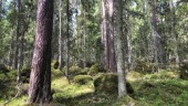 Här blir gammelskogen nytt naturreservat