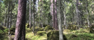 Här blir gammelskogen nytt naturreservat
