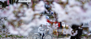 Vakter skickas ut till Japans körsbärsblomning