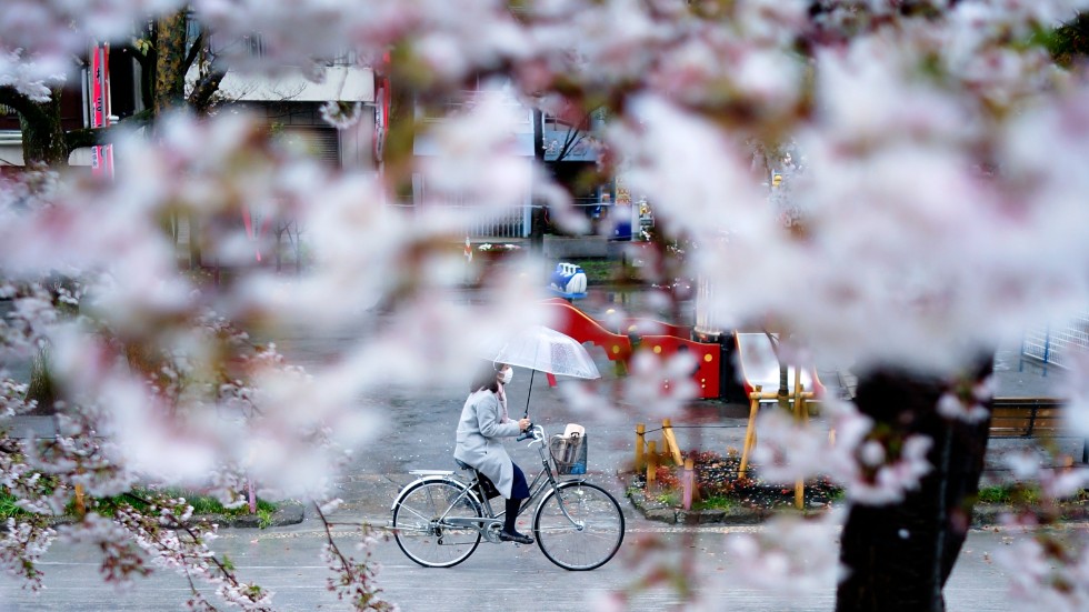 Bilden på blommande körsbärsträd är tagen i Tokyo förra året, då människor uppmanades att stanna hemma under sakura på grund av pandemin.