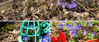 Fridlysta blommor grävs upp vid Gatstuberg