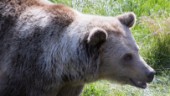 Björnars tandsten avslöjar antibiotikaeffekter