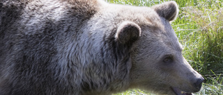 Björnars tandsten avslöjar antibiotikaeffekter
